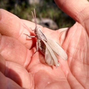 Goniaea sp. (genus) at Dunlop, ACT - 9 Nov 2017 04:48 PM