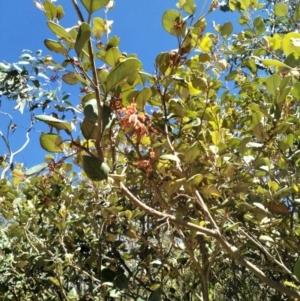 Grevillea oxyantha subsp. oxyantha at Cotter River, ACT - 18 Jan 2018