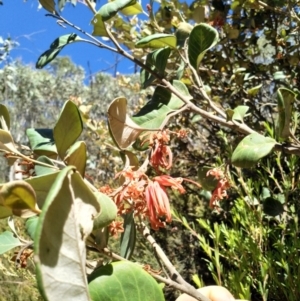 Grevillea oxyantha subsp. oxyantha at Cotter River, ACT - 18 Jan 2018