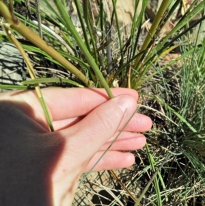 Aciphylla simplicifolia at Bimberi, ACT - 18 Jan 2018 11:24 AM