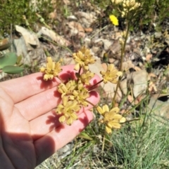 Aciphylla simplicifolia at Bimberi, ACT - 18 Jan 2018 11:24 AM