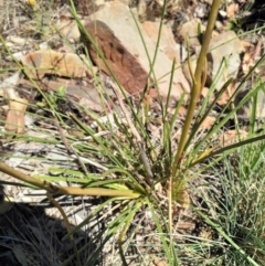 Aciphylla simplicifolia at Bimberi, ACT - 18 Jan 2018 11:24 AM