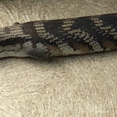 Tiliqua scincoides scincoides (Eastern Blue-tongue) at Forde, ACT - 22 Feb 2018 by anilbains