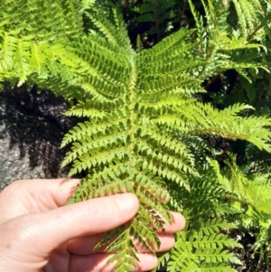 Polystichum proliferum at Cotter River, ACT - 18 Jan 2018 01:02 PM