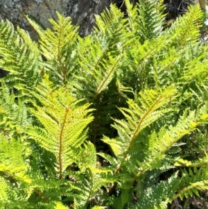 Polystichum proliferum at Cotter River, ACT - 18 Jan 2018