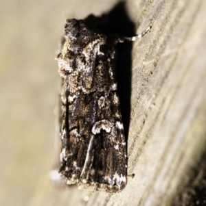 Ectopatria horologa at O'Connor, ACT - 21 Feb 2018