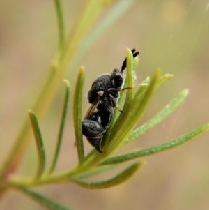 Chalcididae (family) at Belconnen, ACT - 22 Feb 2018