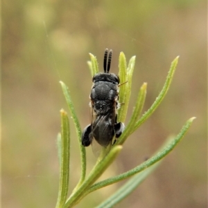 Chalcididae (family) at Belconnen, ACT - 22 Feb 2018