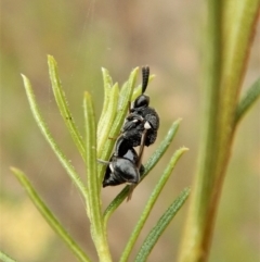 Chalcididae (family) at Belconnen, ACT - 22 Feb 2018