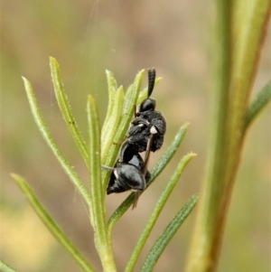 Chalcididae (family) at Belconnen, ACT - 22 Feb 2018