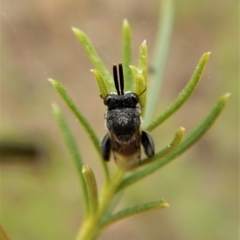 Chalcididae (family) at Belconnen, ACT - 22 Feb 2018 09:01 AM