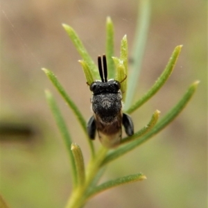 Chalcididae (family) at Belconnen, ACT - 22 Feb 2018