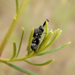 Chalcididae (family) at Belconnen, ACT - 22 Feb 2018