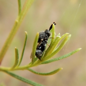 Chalcididae (family) at Belconnen, ACT - 22 Feb 2018