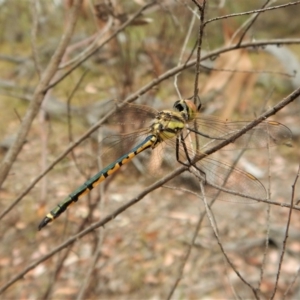 Hemicordulia tau at Aranda, ACT - 22 Feb 2018 09:30 AM