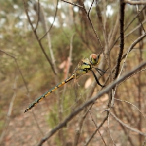 Hemicordulia tau at Aranda, ACT - 22 Feb 2018 09:30 AM