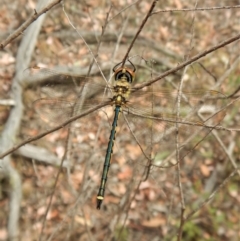 Hemicordulia tau at Aranda, ACT - 22 Feb 2018 09:30 AM