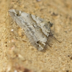 Syneora hemeropa (Ring-tipped Bark Moth) at Higgins, ACT - 16 Feb 2018 by AlisonMilton