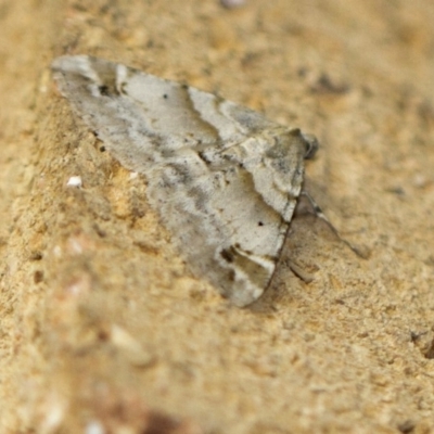 Syneora hemeropa (Ring-tipped Bark Moth) at Higgins, ACT - 16 Feb 2018 by AlisonMilton