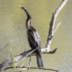 Anhinga novaehollandiae (Australasian Darter) at Jerrabomberra Wetlands - 15 Feb 2018 by AlisonMilton