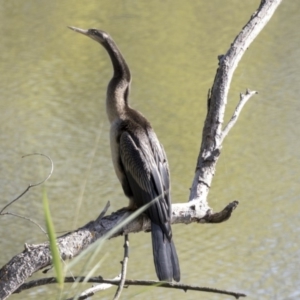 Anhinga novaehollandiae at Fyshwick, ACT - 15 Feb 2018 08:58 AM