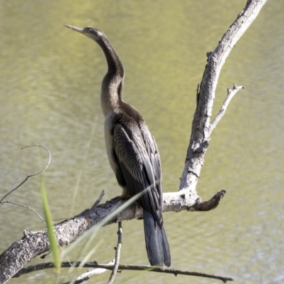 Anhinga novaehollandiae (Australasian Darter) at Fyshwick, ACT - 14 Feb 2018 by Alison Milton