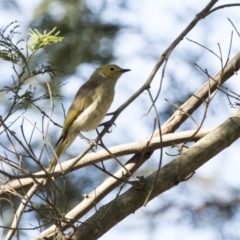 Ptilotula penicillata (White-plumed Honeyeater) at Fyshwick, ACT - 15 Feb 2018 by AlisonMilton