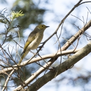 Ptilotula penicillata at Fyshwick, ACT - 15 Feb 2018