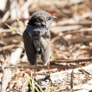 Malurus cyaneus at Fyshwick, ACT - 15 Feb 2018 09:32 AM