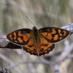 Heteronympha penelope (Shouldered Brown) at Mount Clear, ACT - 9 Feb 2018 by HarveyPerkins