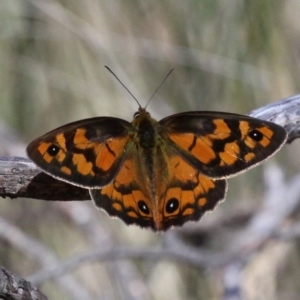 Heteronympha penelope at Mount Clear, ACT - 10 Feb 2018 10:41 AM