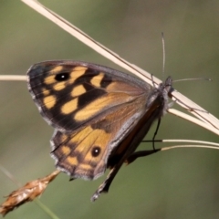 Geitoneura klugii (Marbled Xenica) at Mount Clear, ACT - 9 Feb 2018 by HarveyPerkins