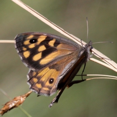 Geitoneura klugii (Marbled Xenica) at Mount Clear, ACT - 10 Feb 2018 by HarveyPerkins