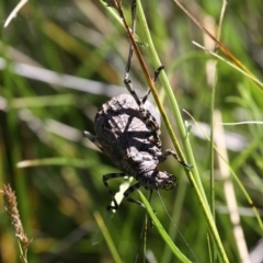 Acripeza reticulata at Mount Clear, ACT - 10 Feb 2018