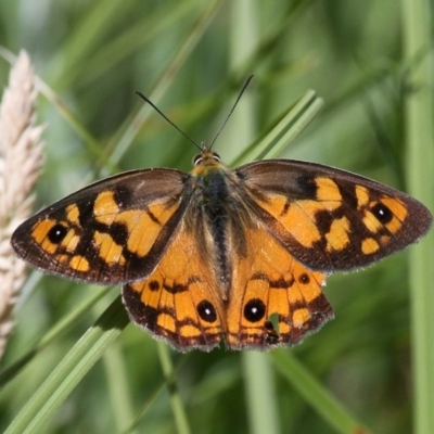 Heteronympha penelope (Shouldered Brown) at Mount Clear, ACT - 10 Feb 2018 by HarveyPerkins