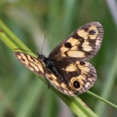 Heteronympha cordace (Bright-eyed Brown) at Mount Clear, ACT - 10 Feb 2018 by HarveyPerkins