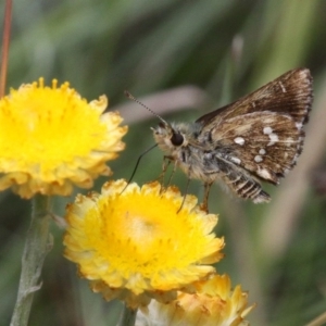 Atkinsia dominula at Mount Clear, ACT - 10 Feb 2018