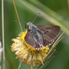 Atkinsia dominula at Mount Clear, ACT - suppressed