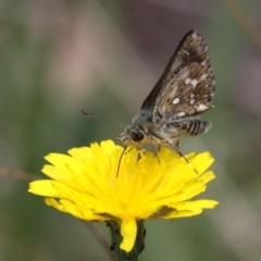 Atkinsia dominula at Mount Clear, ACT - 10 Feb 2018