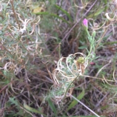 Epilobium sp. at Burra, NSW - 10 Feb 2018