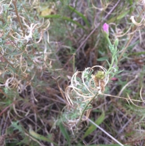 Epilobium sp. at Burra, NSW - 10 Feb 2018 04:50 PM