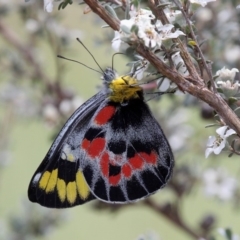 Delias harpalyce (Imperial Jezebel) at Mount Clear, ACT - 10 Feb 2018 by HarveyPerkins