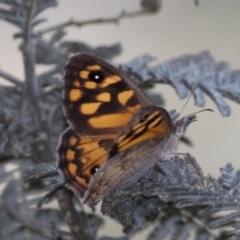 Geitoneura klugii (Marbled Xenica) at Shannons Flat, ACT - 10 Feb 2018 by HarveyPerkins