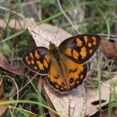 Heteronympha penelope (Shouldered Brown) at Mount Clear, ACT - 10 Feb 2018 by HarveyPerkins