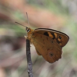 Heteronympha penelope at Mount Clear, ACT - 10 Feb 2018