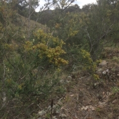 Bursaria spinosa (Native Blackthorn, Sweet Bursaria) at Googong Foreshore - 10 Feb 2018 by alex_watt