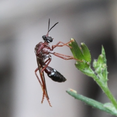 Erythropogon sp. (genus) (Robber Fly) at Shannons Flat, ACT - 10 Feb 2018 by HarveyPerkins