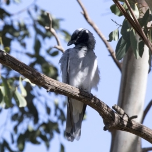 Coracina novaehollandiae at Fyshwick, ACT - 15 Feb 2018 09:38 AM