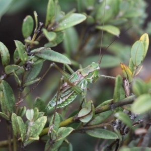 Chlorodectes montanus at Shannons Flat, ACT - 10 Feb 2018