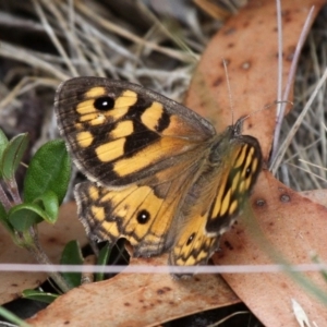 Geitoneura klugii at Shannons Flat, ACT - 10 Feb 2018